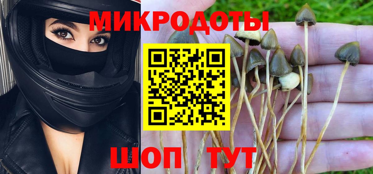 Псилоцибиновые грибы Cubensis Лысьва